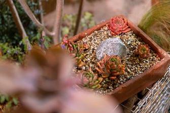 Biodiverse Containers planting