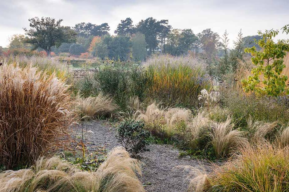 Discover ornamental grasses