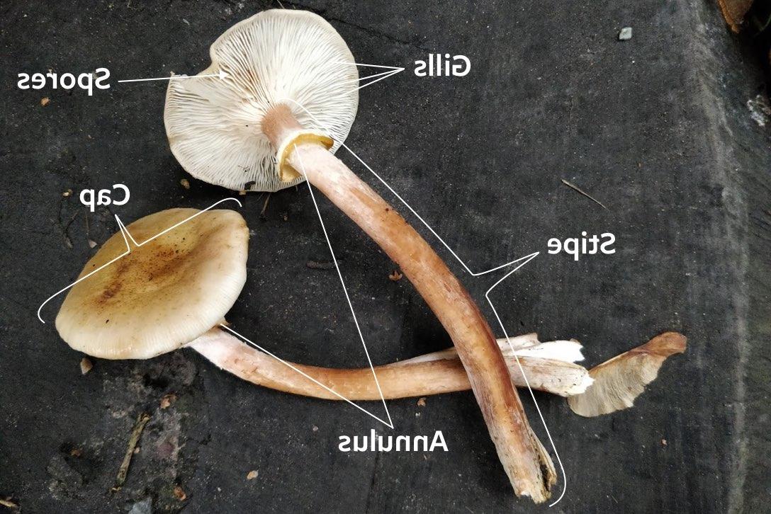 Ideal honey fungus mushrooms for making a spore print.