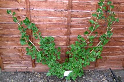 Initial fan training a red currant.