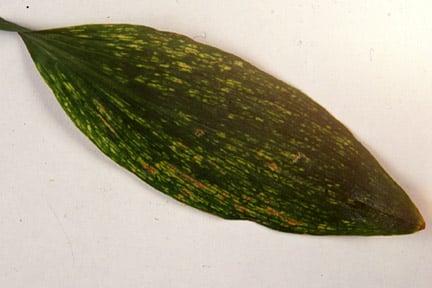 Sweet pea leaf showing symptoms of virus infection. Image: RHS, Horticultural Science