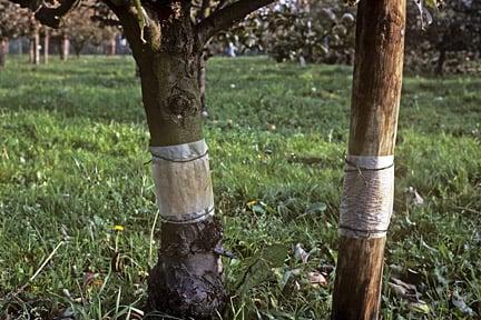 Grease bands used against Winter moth (<i>Operophtera brumata</i>) where it is a reoccurring problem on Apple (<i>Malus</i>). Credit: RHS/Entomology.