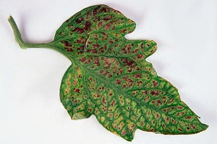 Magnesium deficiency on a tomato. Credit:RHS/The Garden.