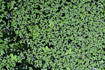 Duckweed on a pond. Credit:RHS/John Trenholm.