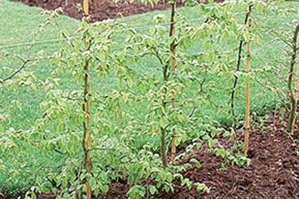 A newly planted hedge. Credit: RHS/John Trenholm.