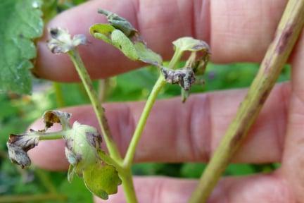 Plant badly affected by aquilegia downy mildew