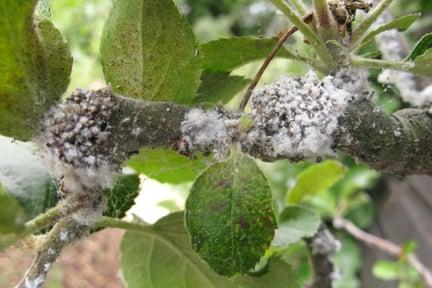 Woolly aphid (<em>Eriosoma lanigerum</em>) on <EM>Malus sylvestris</EM>.