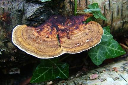 <em>Daedaleopsis confragosa</em> (blushing bracket) on birch