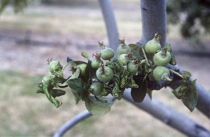 Rosy apple aphid damage on fruit and foliage