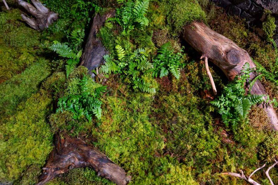 Moss and life cycle at the RHS Urban Show