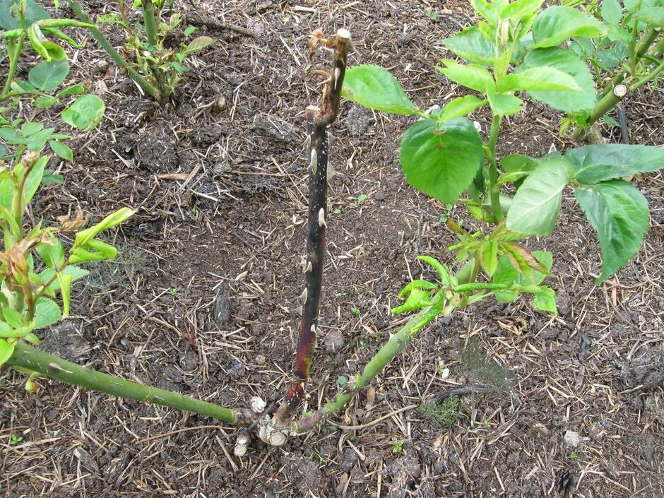 Rose dieback. Image: John Scrace