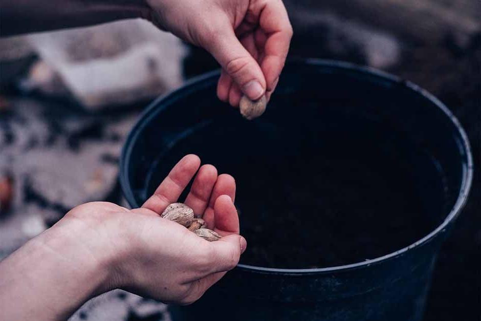 Gardener sows seeds