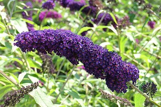 buddleja