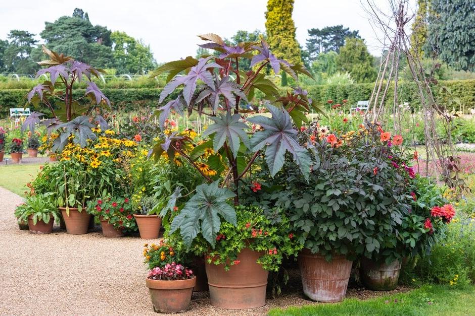 Summer pots in the New Trials Ground at RHS Garden Wisley