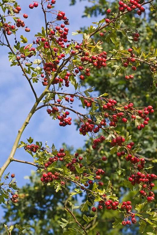 Crataegus monogyna