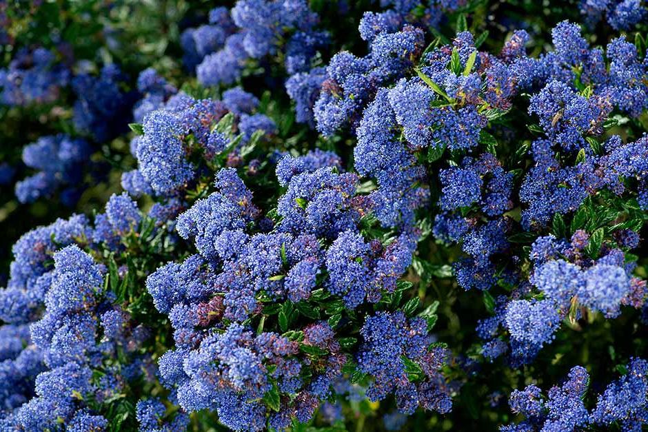 Discover Ceanothus