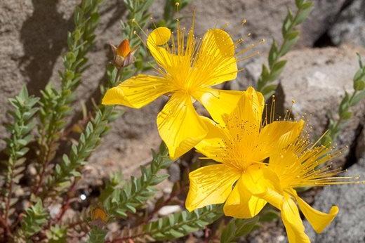 Hypericum olympicum