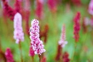 Persicaria affinis 'Hartswood'