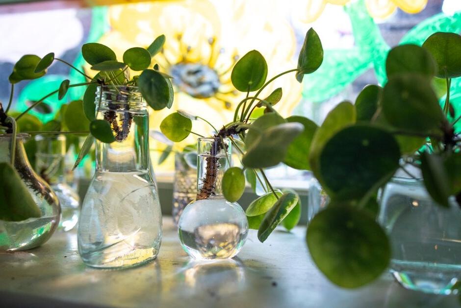 Philodendron scrambling over a light