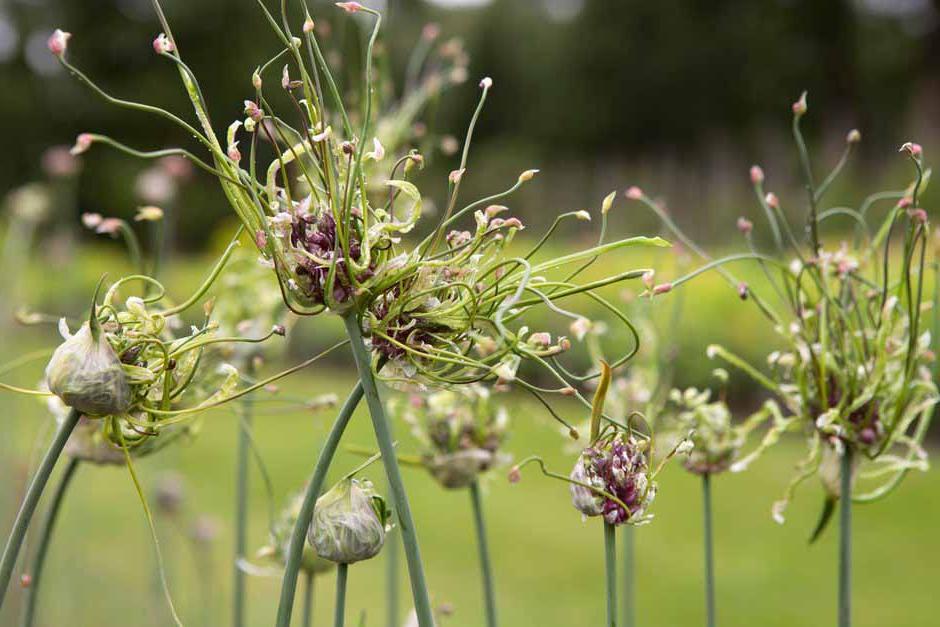 Key plants in the garden