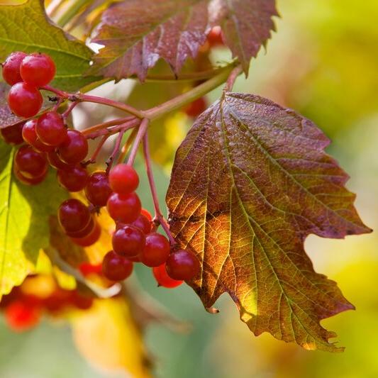 <i>Viburnum opulus</i> autumn colour