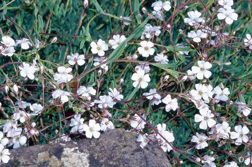 Gypsophila repens