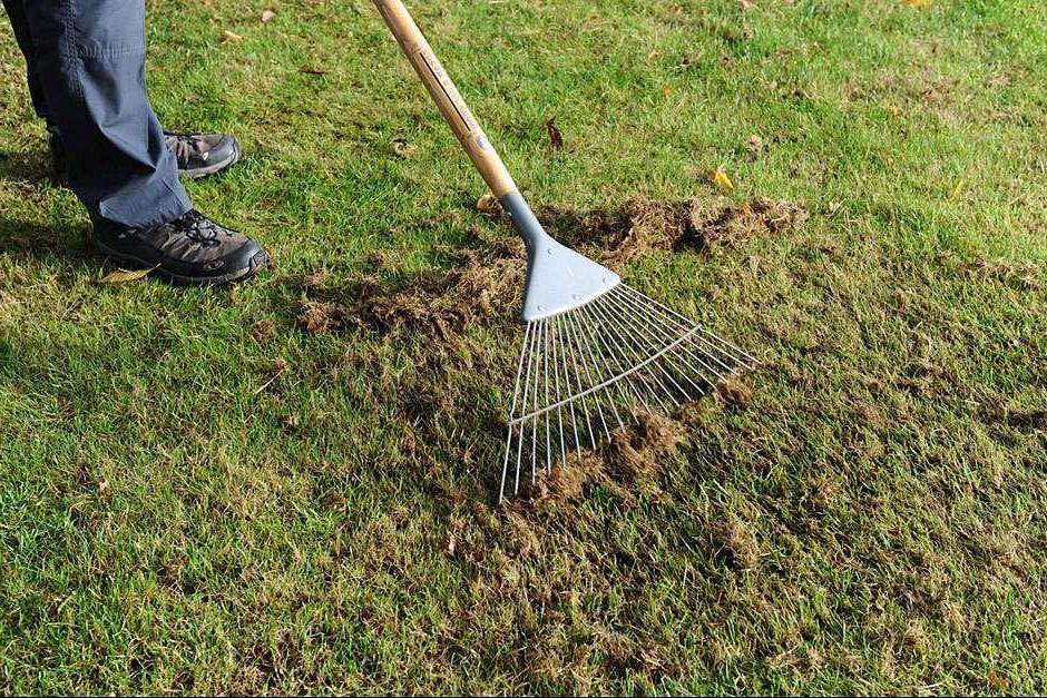 Use a spring-tined rake to remove debris clogging up your lawn