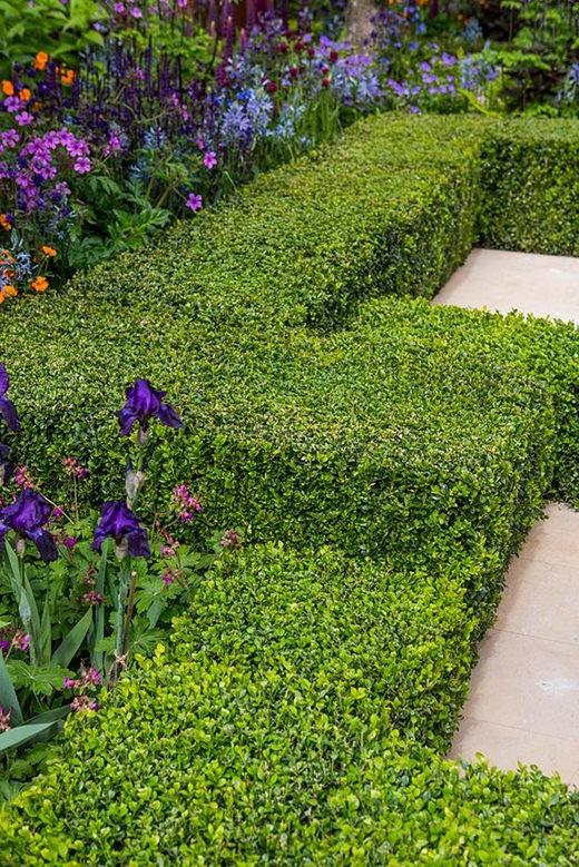 A clipped hedge of Buxus sempervirens