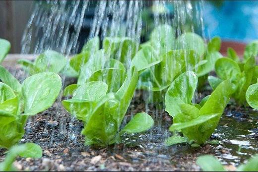 watering Little Gem lettuce