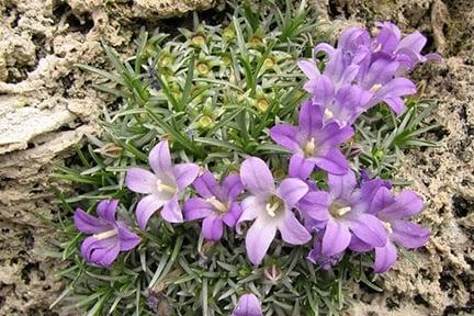 Edraianthus pumilo on tufa rock