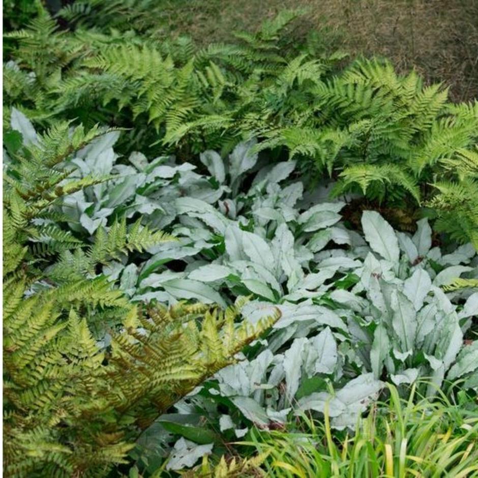 Ferns and <i>Pulmonaria</i> in partial shade