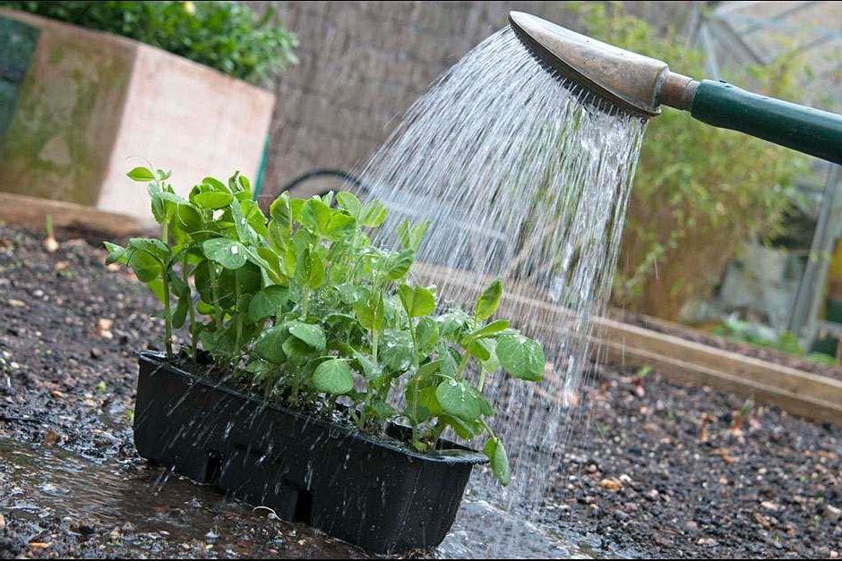 watering seedlings