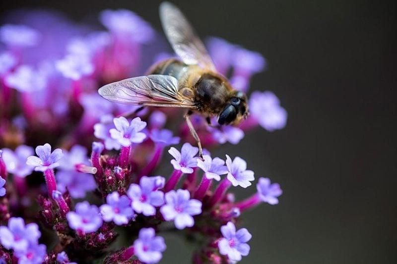 Hoverfly on Verbena bonariensis