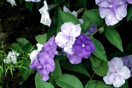 Brunfelsia pauciflora