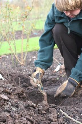 Planting a rose.