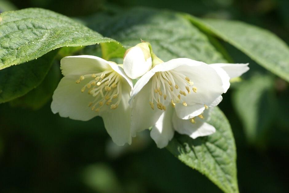 RHS guide to fragrant plants