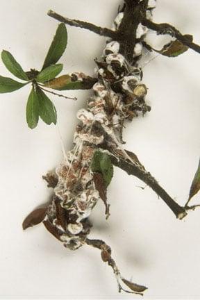 Woolly vine scale (<EM>Pulvinaria vitis</EM>) with egg masses