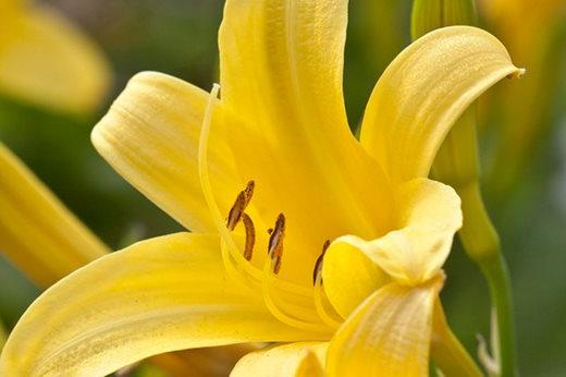 Hemerocallis lilioasphodelus