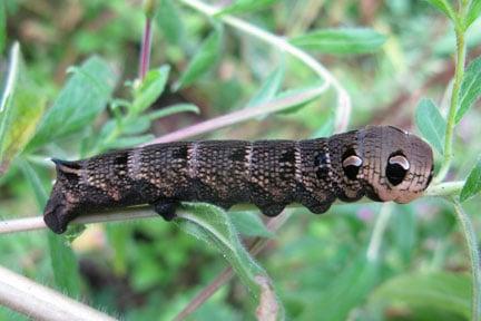 Elephant hawk moth caterpillar