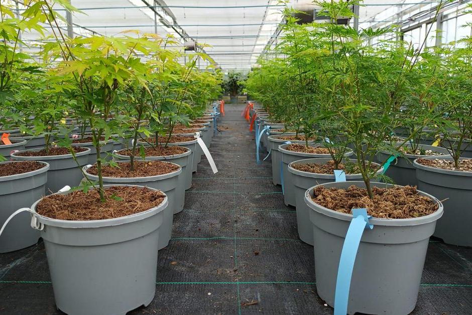 Young acer plants in peat-free compost