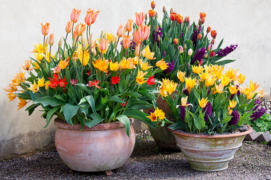 Plant a selection of different bulbs in one pot, to flower either all at the same time or in succession over a longer period