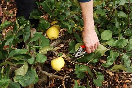 Apple summer pruning