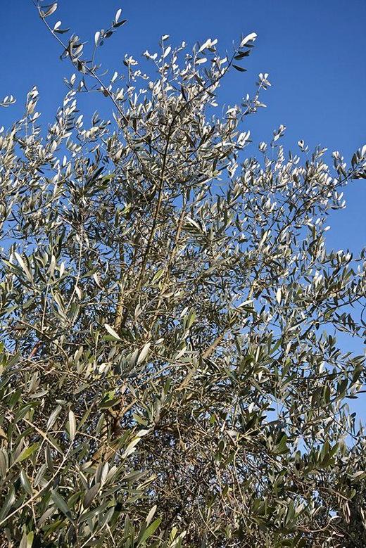 Olea europaea