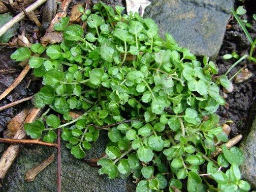 Hairy bittercress