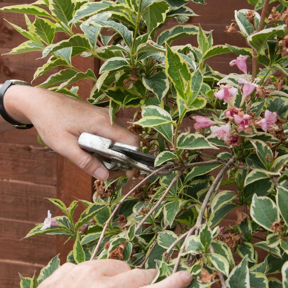 Pruning weigela