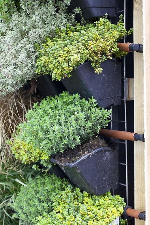 thyme wall