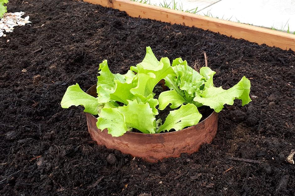 Lettuce surrounded by copper ring