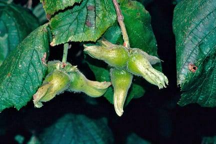 Cobnuts and filberts