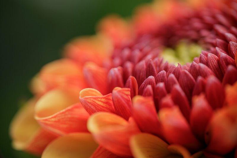 Dahlia 'Karma Sangria' on display