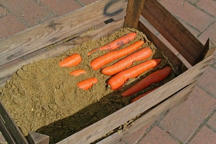 Root vegetables: storing